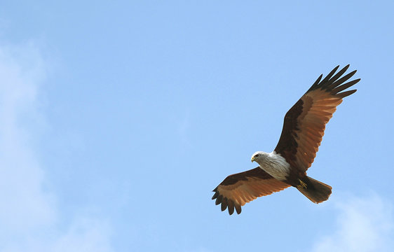 A brahminy kite (haliastur indus) in the Sundarban Forest. This bird is pictured in the Sundarbans in southern Bangladesh. Brahminy kite in Bangladesh.