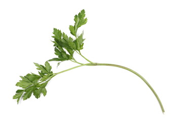 Fresh parsnip leaves isolated on white, top view