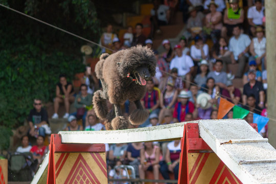 Quimbaya, Quindio / Colombia. July 21, 2017. Panaca an Agricultural Theme Park that fosters the interactivity of man with nature and domestic zoology.