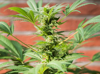 Cannabis Plant Flower HDR