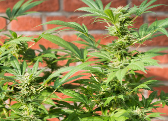 Cannabis Plant Flower HDR
