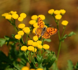 butterfly on flower