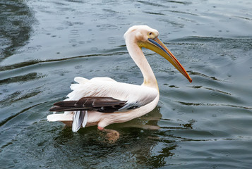 Dalmatian Pelican in pond