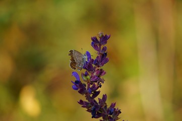 bee on flower