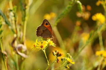 butterfly on flower