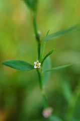 Flower on green background.