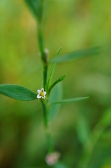 Flower on green background.