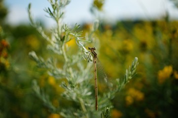 dragonfly on the grass