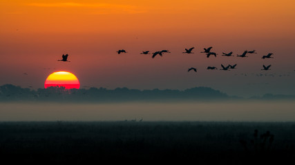 Beautiful photography of a huge flock of birds. Common Cranes (rus grus).