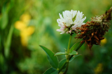 bee on a flower