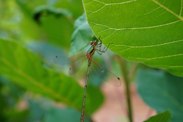 spider on a leaf