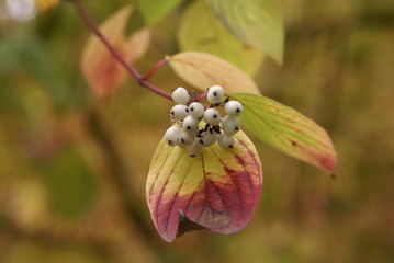 St.Petersburg Russia-10/11/2019:  Autumn at Ekaterhof Park
