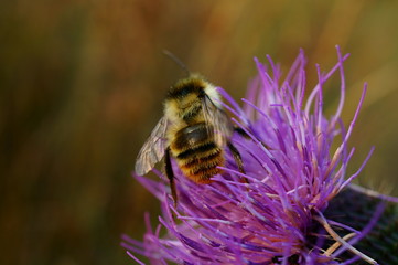 bee on flower