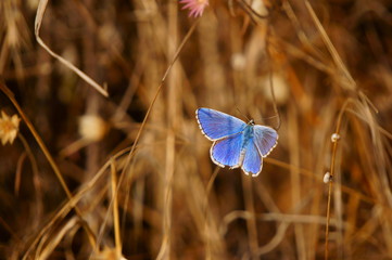 butterfly on flower