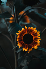 sunflower with black background
