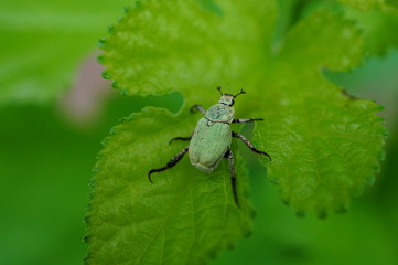 beetle on green leaf