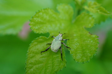 beetle on green leaf