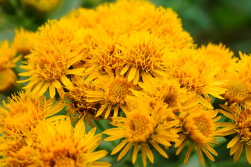 yellow flowers in the garden