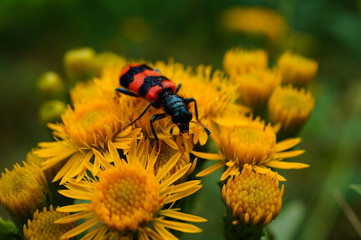 bee on a flower