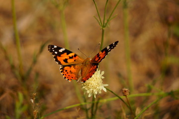 butterfly on flower