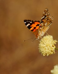 butterfly on flower