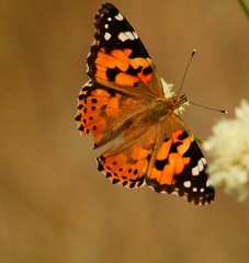 Obraz premium butterfly