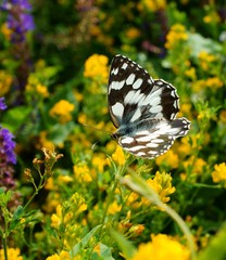 butterfly on flower
