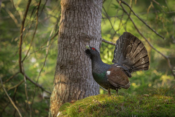 Western capercaillie on stump in deep forest. Tetrao urogallus
