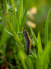caterpillar creeps on green grass
