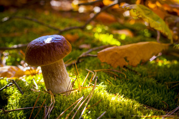cep mushroom in autumn leaves