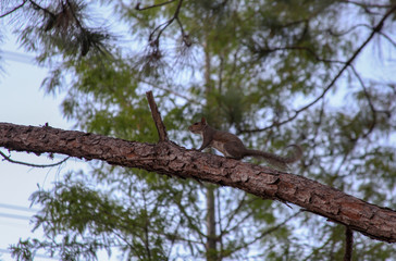 A squirrel on the trunk of a pine tree belongs to the family of rodent mammals. In the background the blue sky.