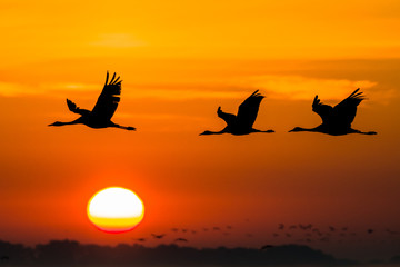 Beautiful photography of a huge flock of birds. Common Cranes (rus grus).