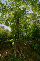 Fototapeta premium nella foresta 2