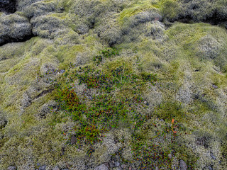 Detail of the carpet of moss,musk and lichen over the lava fields. Iceland beautiful landscape.