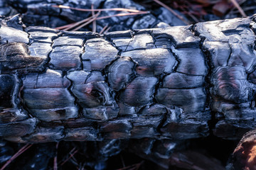 Burnt trees, charred wood. Charcoal. Texture. Close-up