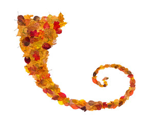 curl from fallen leaves isolated on white