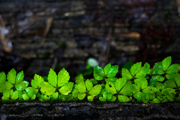 Green leaves on the concrete floor