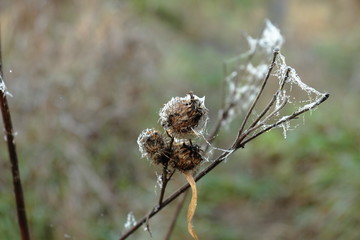 Burdock on the net and with dew drops