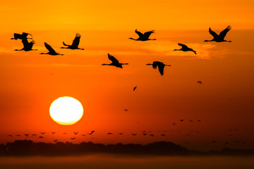 Fototapeta premium Beautiful photography of a huge flock of birds. Common Cranes (rus grus).