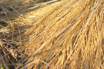 Paddy rice, rice grain yield spikes