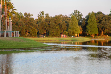 Obraz premium Downtown Celebration, Orlando, Florida, USA, October 26, 2019: The late afternoon landscape, the reflection of the pines and the sky in the water of the lake with aquatic plants.