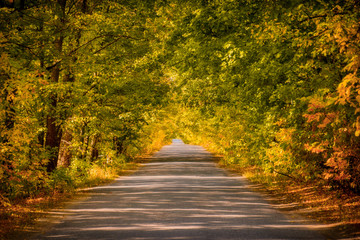 Fototapeta na wymiar Empty road through an autumn forest near Kurapovo village