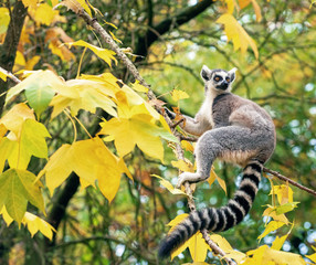 Adult lemur katta sits on a tree with yellow autumn leaves © ptashkan
