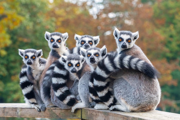 A group of resting lemurs katta - obrazy, fototapety, plakaty