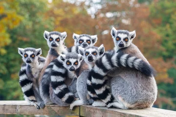Foto op Canvas Een groep rustende lemuren katta © ptashkan