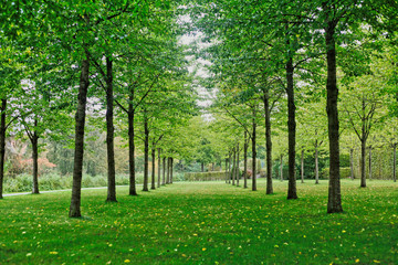 Fototapeta na wymiar Grüne Baumreihen auf Rasenwiese im Spätsommer