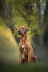 Beautiful rhodesian ridgeback dog sitting on the nature background.