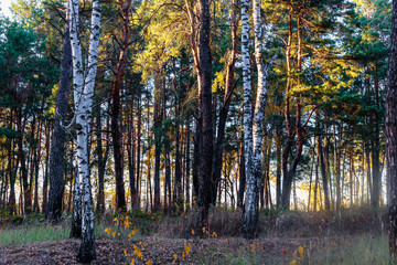 Autumn colors.  Road in the autumn forest.