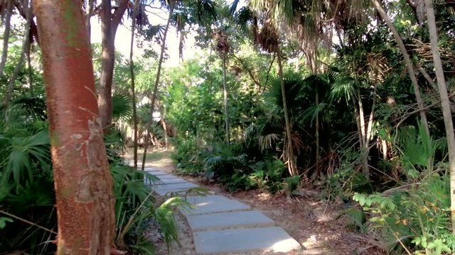 Scenic stock video clip showing a walkway made of rectangular concrete pavers cutting through a dense tropical coastal forest with native palm trees and lush green jungle vegetation in Cuba