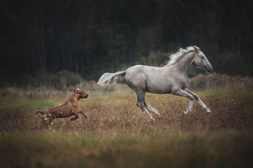 Dog chasing a horse. Rhodesian ridgeback playing with a foal.